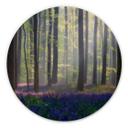 Popan Billede af træ - Klokkeblomster - Rund