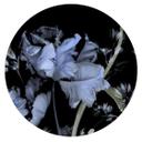 Tiao Hua digital tapet i 1,4 m x 1,4 m Fashion for Walls 4 af Guido Maria Kretschmer