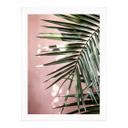Póster hoja de palmera delante de pared rosa - Böhmer