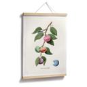 Póster Suelto - Planta de macarons
