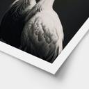 Póster Dos grullas coronadas en blanco y negro - Treechild