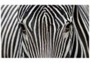 Vinduesudsmykning: Zebra ansigt