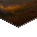 Fototapet Gyldne blade i en tåget skov - Maier – print på aluminium (Alu-Dibond)