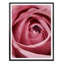 Plakat - Den rosa rose
