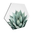 Hexagon Dibond Sisi & Seb - Succulents