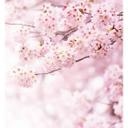 Fototapet - Delicate Flowers