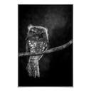 Poster Wilianto - Starinh Owl