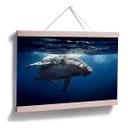Poster - Baleine