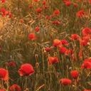 Fotomural de Campo de amapolas al atardecer