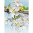 Fotobehang Vliesbehang Blossom