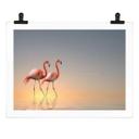 Póster Cseresnjes - Flamencos a la luz del atardecer