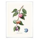 Póster Suelto - Planta de macarons