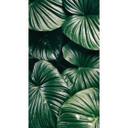 Fototapet Urban Jungle - Alokasie Calidora - 144x260 cm