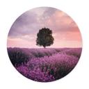 Póster Campos de lavanda púrpura al atardecer - Cevik - Redondo