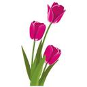 Wallsticker - Tulipaner Pink