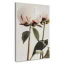 Lienzo 1X Estudio - Peonias