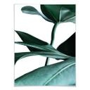 Plakat - Urban Jungle - Monstera Deliciosa