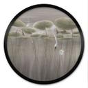 Poster Lotusbloemen met zwaan in water in grijs - Ms Tiff - Rond