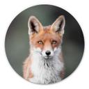 Alu-Dibond van Duijn - Yeux de renard - Rond