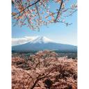 Fototapet - Colombo - Fujibjerget i Japan