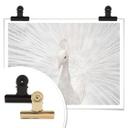 Póster Fegari - Pavo real blanco