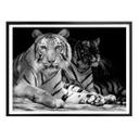 Plakat - To kongetigre - sort/hvid