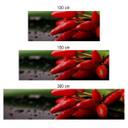 Revêtement pour cuisine - Alu-Dibond - Piments exotiques - Argenté