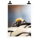 Póster Marrón - Macro abeja
