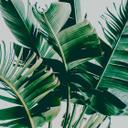 Nature PalmFronds1 tapet i grågrøn - non-woven tapet Designwalls 2 - 2,55 x 3,5 m