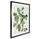 Póster ilustración botánica de una camelia falsa - Walcott