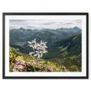 Plakat Hvid alpin edelweiss på bjerget