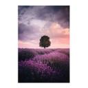 Póster de tela Campos de lavanda púrpura al atardecer - Cevik