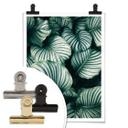 Plakat - Urban Jungle - Calathea Orbifolia