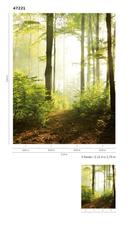 Skov ved solnedgang Tapet Fototapet Grøn,Blomst 2,70 x 2,12 m