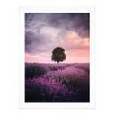 Póster Campos de lavanda púrpura al atardecer - Cevik