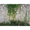 non-woven tapet Stonewall moderne natur fototapet Designwalls i grøn og grå 