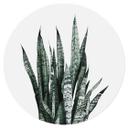 Wall Sticker Plante - Sisi & Seb