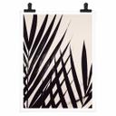Póster 1X Estudio - Hoja de palmera negra