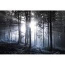 Fotomural - Rayos de sol en el bosque azul