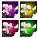 Zelfklevende Poster  Beautiful Orchid