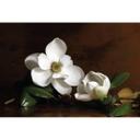 Fototapet - Magnoliagren