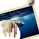 Poster - Baleine