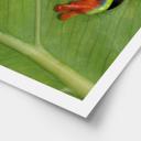 Póster Rana arborícola en la selva tropical - van Duijn