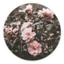 Tableau sur alu-Dibond Annie - Rosier - Rond