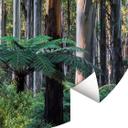Eucalyptusbos in de Yarra Ranges | Bosbehang - Colombo - Rond - vliesbehang/zelfklevend vliesbehang