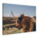 Lienzo Vaca Highland 02
