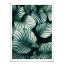Plakat - Urban Jungle - Calathea Orbifolia