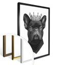 Plakat - Korenkova - King French Bulldog