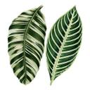 Muursticker Botanical Leaves
