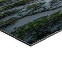 Fototapet Fyrreskov i Huang Shan-bjergene - NingYun Ye – print på aluminium (Alu-Dibond)